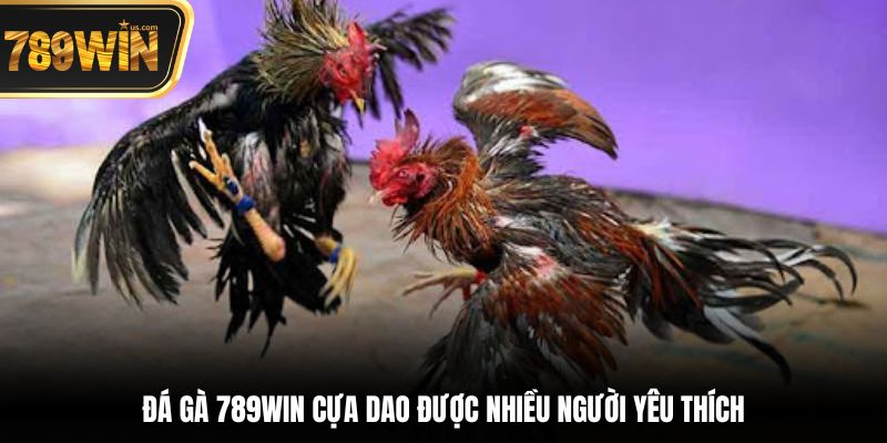 Đá gà 789win cựa dao được nhiều người yêu thích